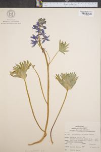 Delphinium tricorne image