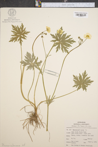 Ranunculus acris image