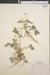 Ranunculus laxicaulis image