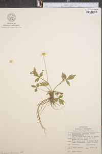 Ranunculus laxicaulis image