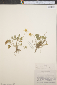 Ranunculus laxicaulis image