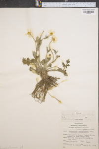 Ranunculus laxicaulis image