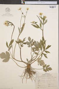 Ranunculus laxicaulis image