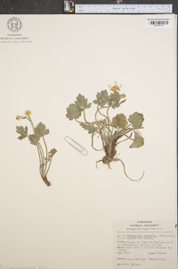 Ranunculus laxicaulis image