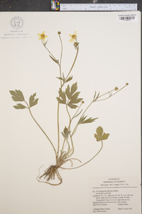 Ranunculus laxicaulis image