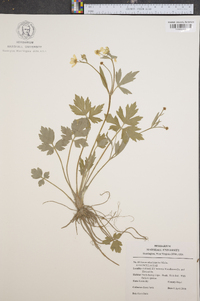 Ranunculus laxicaulis image