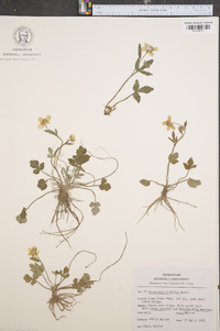 Ranunculus laxicaulis image