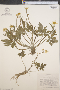 Ranunculus laxicaulis image