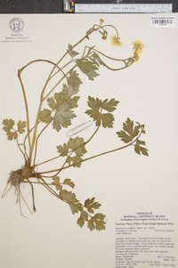 Ranunculus laxicaulis image