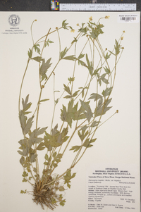 Ranunculus laxicaulis image