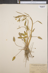 Ranunculus laxicaulis image