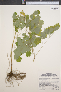 Thalictrum coriaceum image