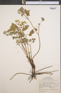 Thalictrum dioicum image