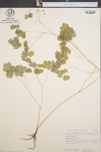 Thalictrum dioicum image