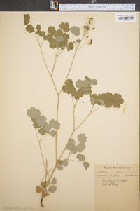 Thalictrum dioicum image