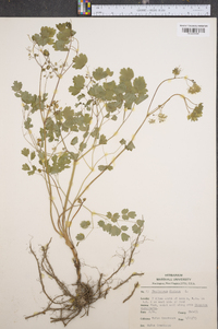 Thalictrum dioicum image