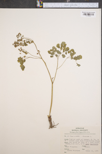 Thalictrum dioicum image