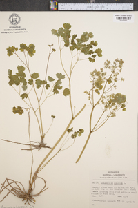 Thalictrum dioicum image