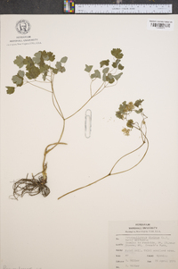 Thalictrum dioicum image