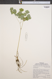 Thalictrum dioicum image