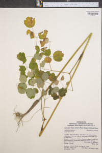 Thalictrum dioicum image