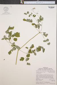 Thalictrum pubescens image