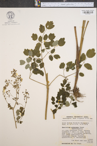 Thalictrum pubescens image