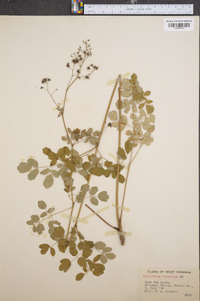 Thalictrum amphibolum image