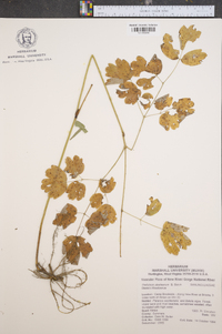 Thalictrum steeleanum image