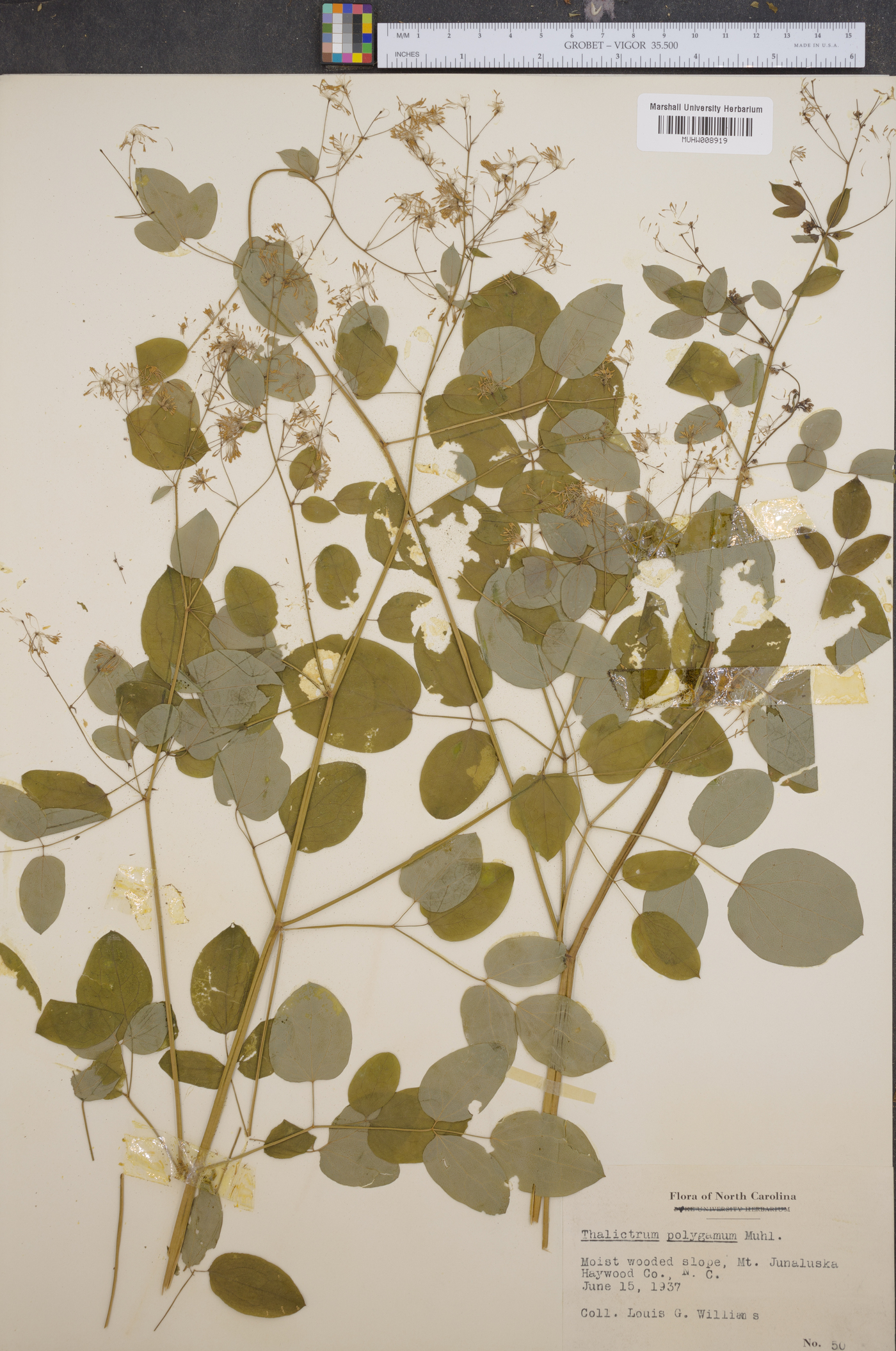 Thalictrum polygamum image