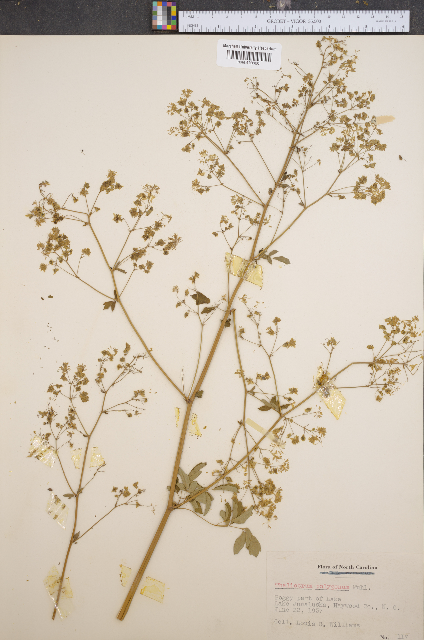 Thalictrum polygamum image