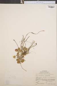 Potentilla canadensis image