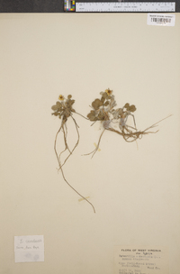 Potentilla canadensis image