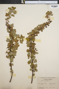 Ribes curvatum image