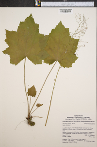 Heuchera americana image