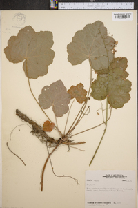 Heuchera americana image