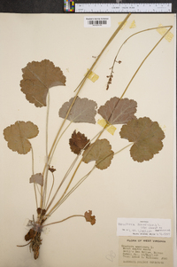 Heuchera americana image