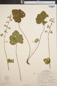 Heuchera americana image