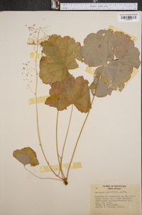 Heuchera parviflora image