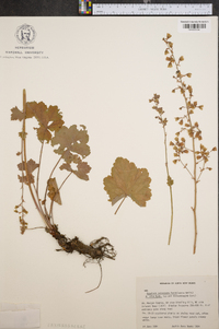 Heuchera pubescens image