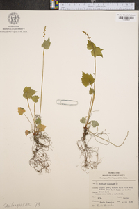 Mitella diphylla image