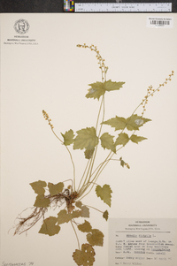 Mitella diphylla image