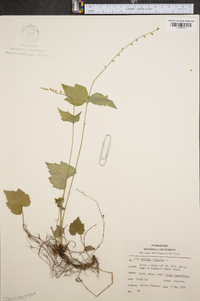 Mitella diphylla image