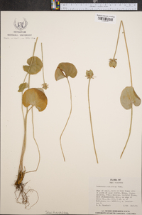 Parnassia asarifolia image