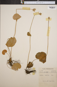 Parnassia asarifolia image