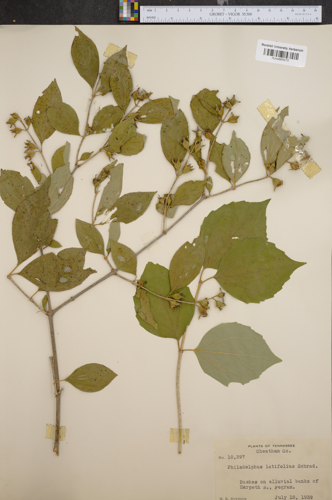 Philadelphus latifolius image