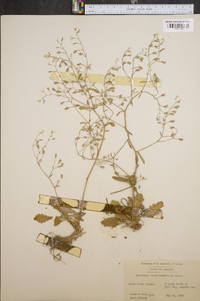 Saxifraga leucanthemifolia image