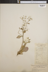 Saxifraga leucanthemifolia image