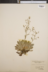 Saxifraga leucanthemifolia image