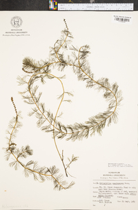 Myriophyllum spicatum image